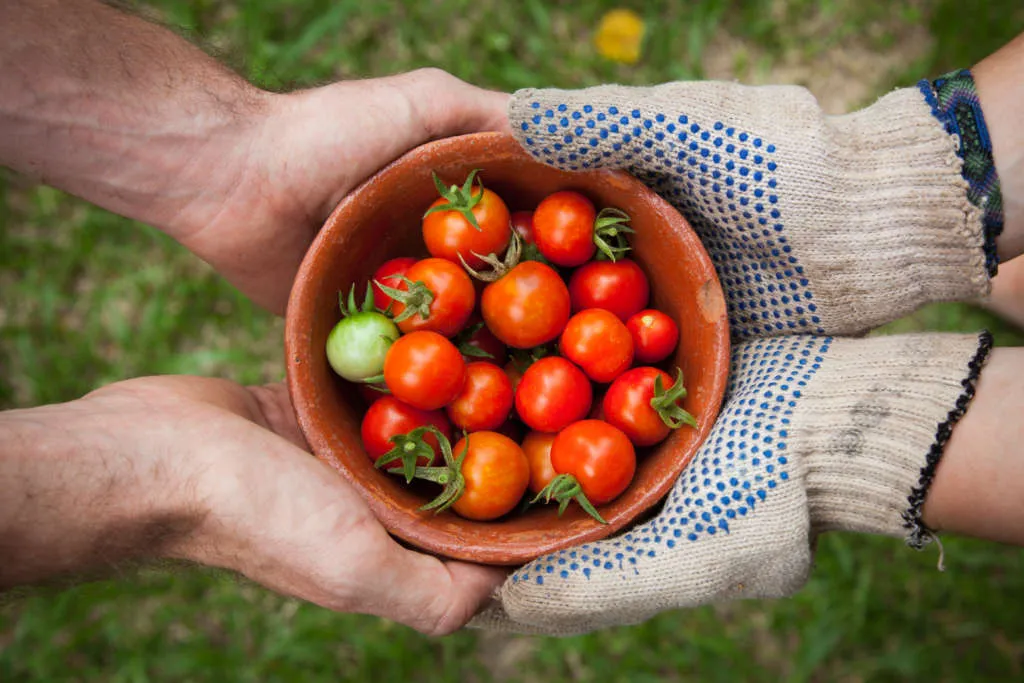 Plantezcheznous.com – le site de co-jardinage