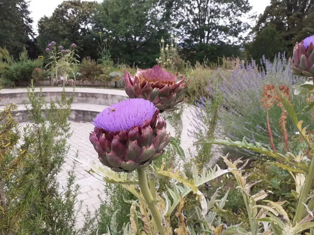 L’entretien estival du Jardin citoyen européen et parution du livre “Le Jardin de Port-Royal”