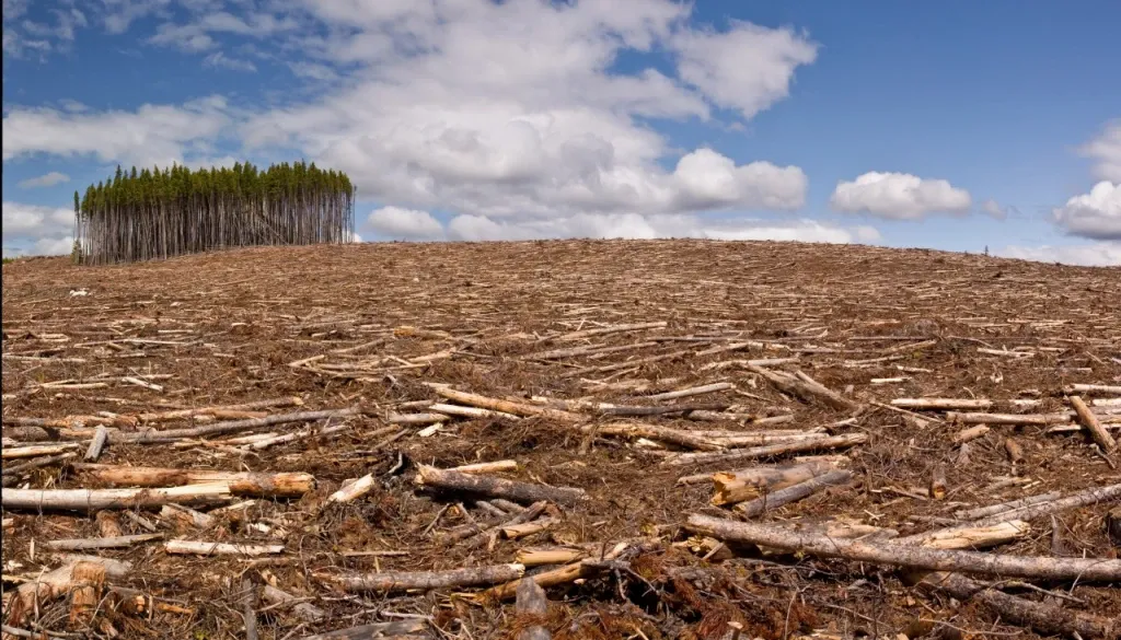 Une résolution pour endiguer la déforestation mondiale…